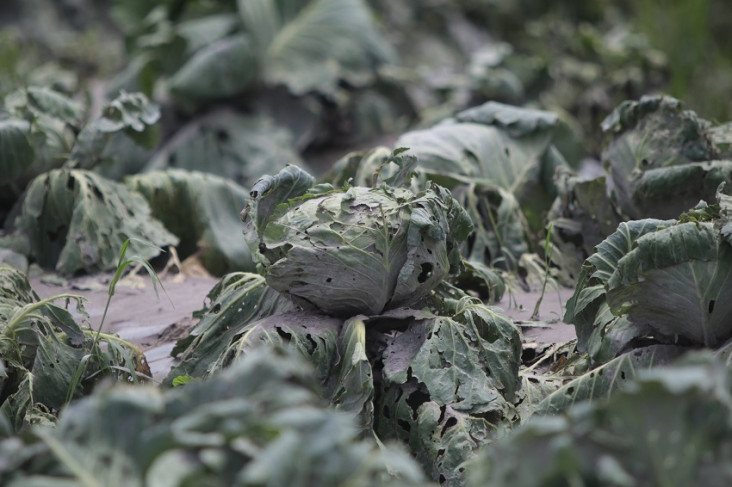 Diterjang Material Vulkanik...