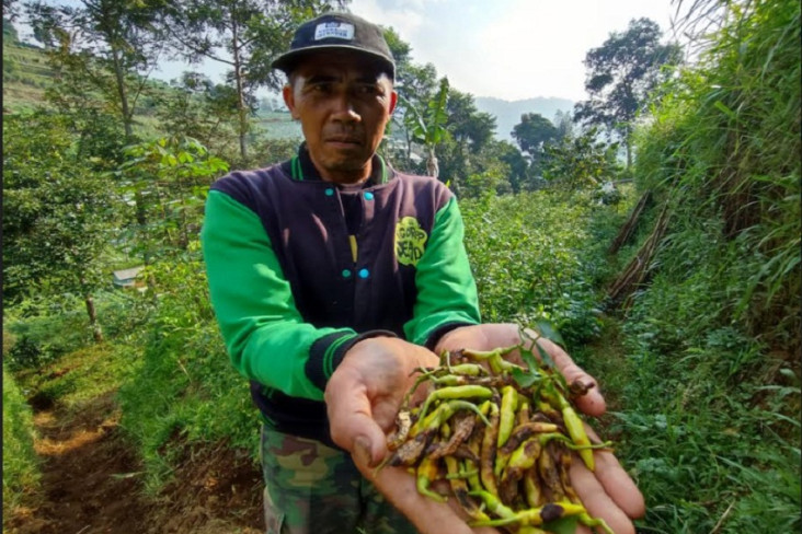 Petani Cabai Rawit di...