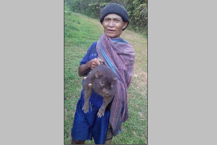 Tikus Terbesar di Indonesia,...