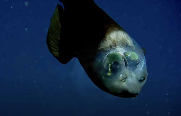 Ikan Aneh Berkepala...