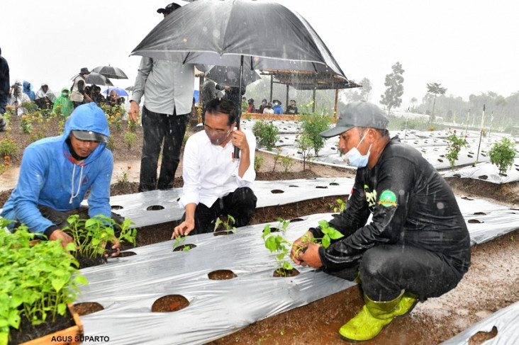 Jokowi Basah Kuyup Tanam...
