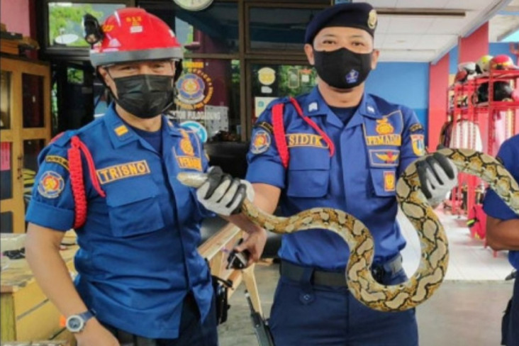 Teror Warga, 2 Ular...