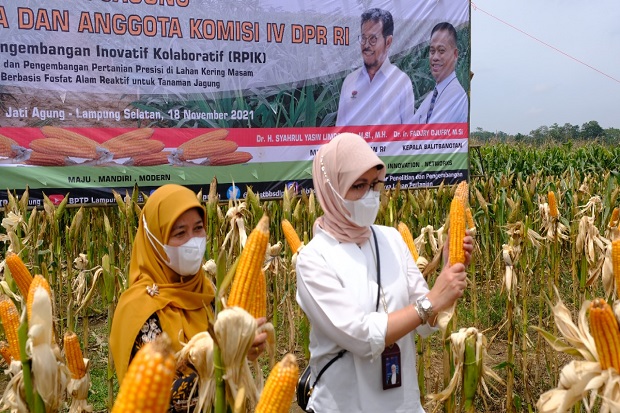 Bulog Serap Produksi...