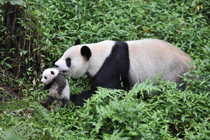 Panda Terbesar di Dunia,...