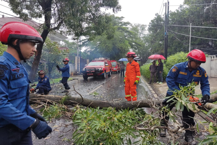 Angin Kencang, Pohon...