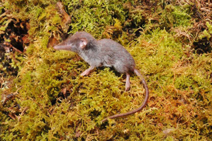 14 Spesies Tikus Baru...