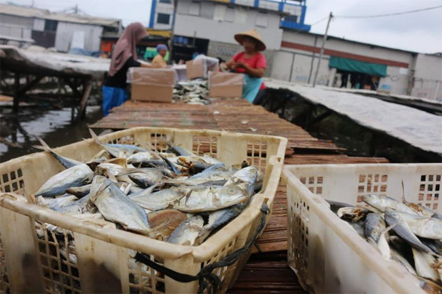 Harga Ikan di Sinjai...
