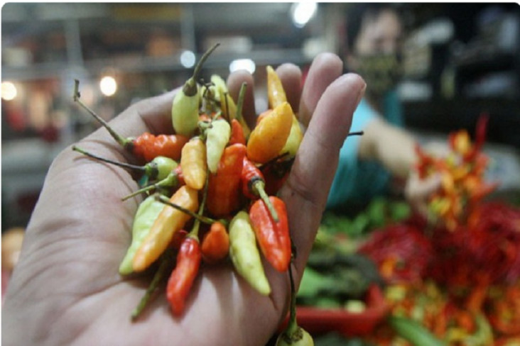 Harga Cabai di Kendari...