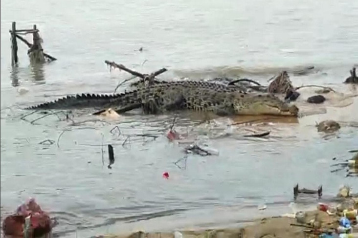 Buaya Liar Ukuran 4...