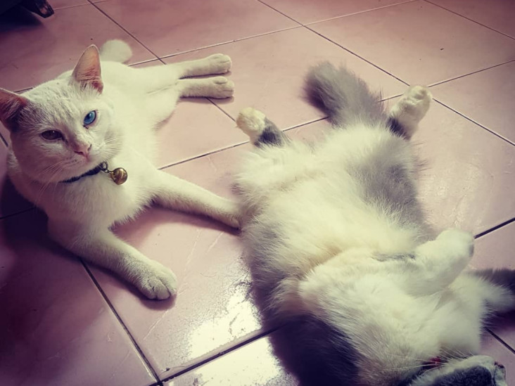 Penuhi Kebutuhan Hewan...