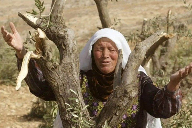 Pemukim Israel Cabuti...