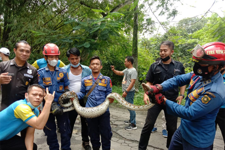 Mangsa Kucing, Damkar...