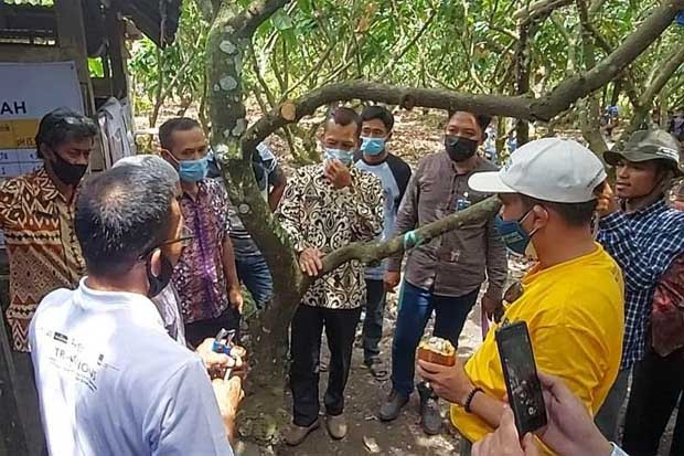 Petani Kakao Unjuk Keberhasilan...