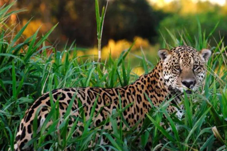 800 Ekor Jaguar Padati...