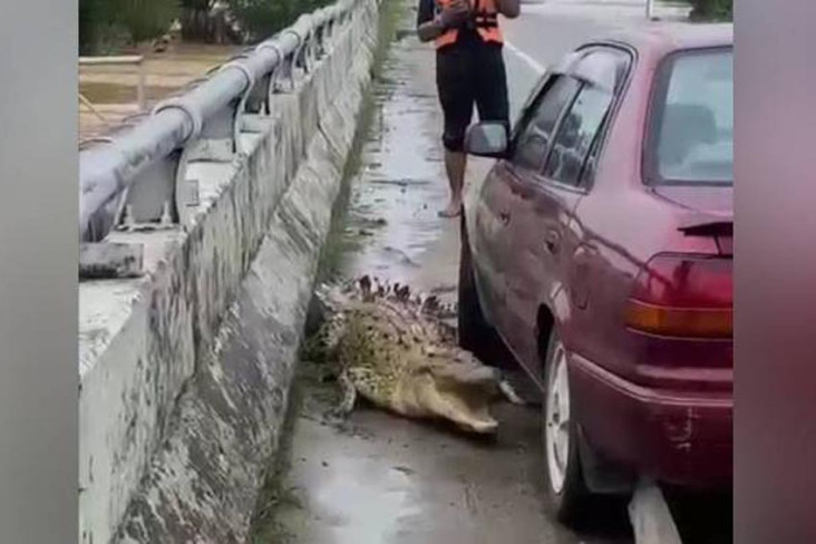 4 Penampakan Buaya di...