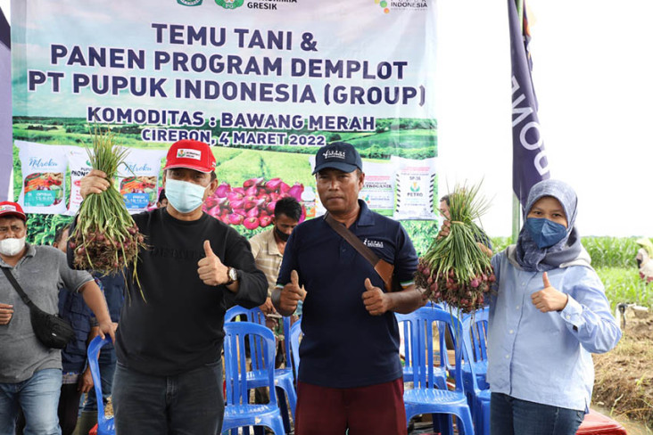 Petani Bawang Ini Selamat...