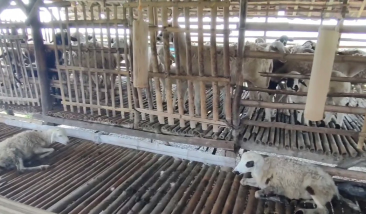 Puluhan Kambing di Indramayu...
