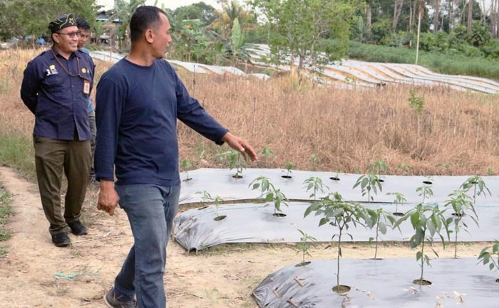 Petani Milenial Kalimantan...