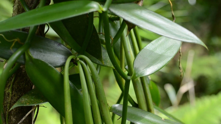 Jago di Kebun, Petani...