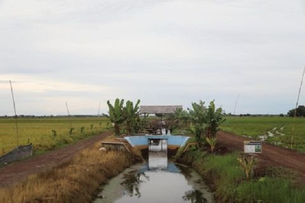Food Estate di Kalimantan...