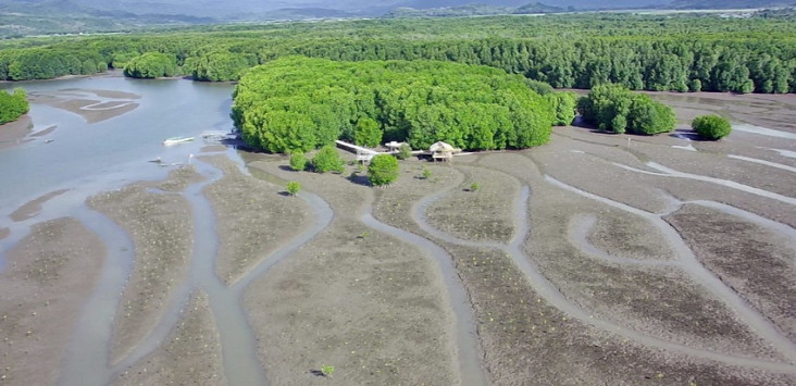 Lahan Rehabilitasi Mangrove...