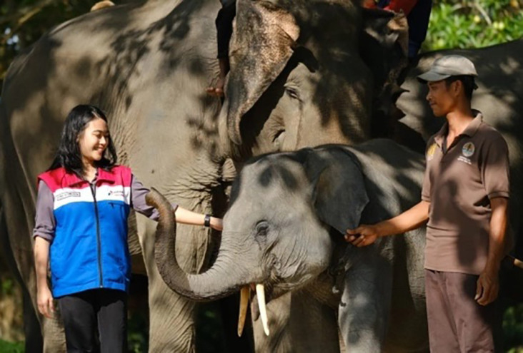 Konservasi Gajah PHR...
