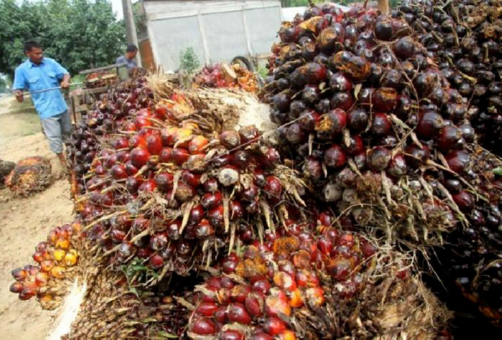 Pembentukan PalmCo Bisa...