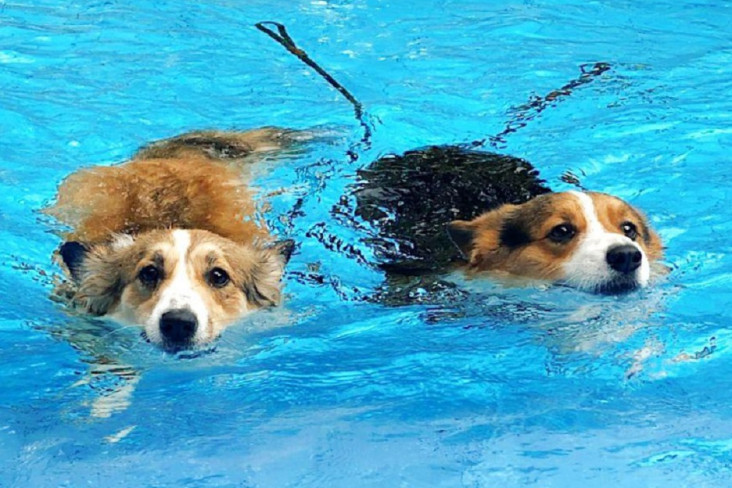 Pentingnya Melatih Anjing...
