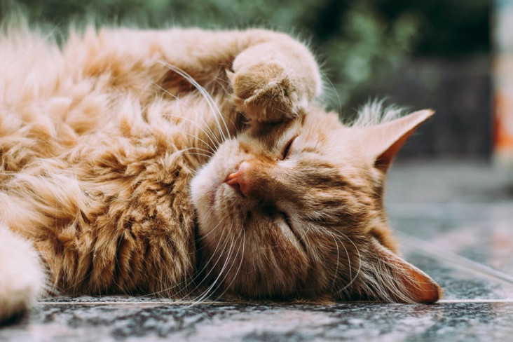 Ini Alasan Kucing Harus...
