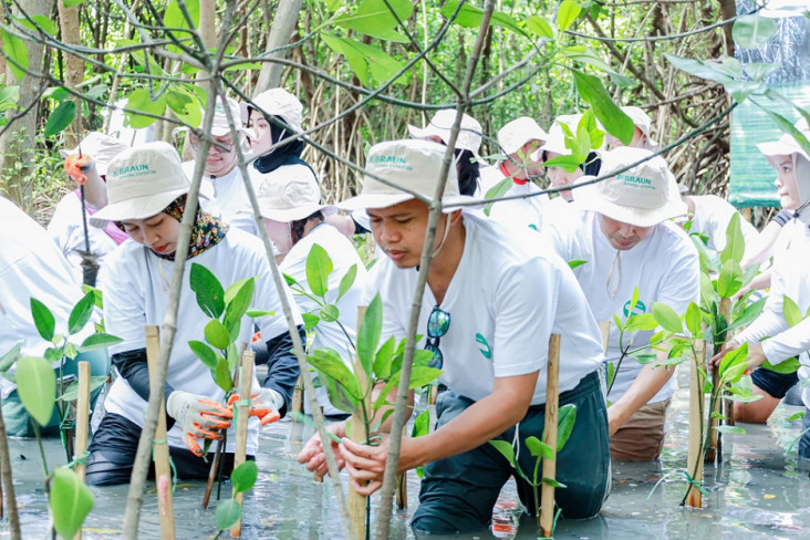 Penanaman Mangrove sang...