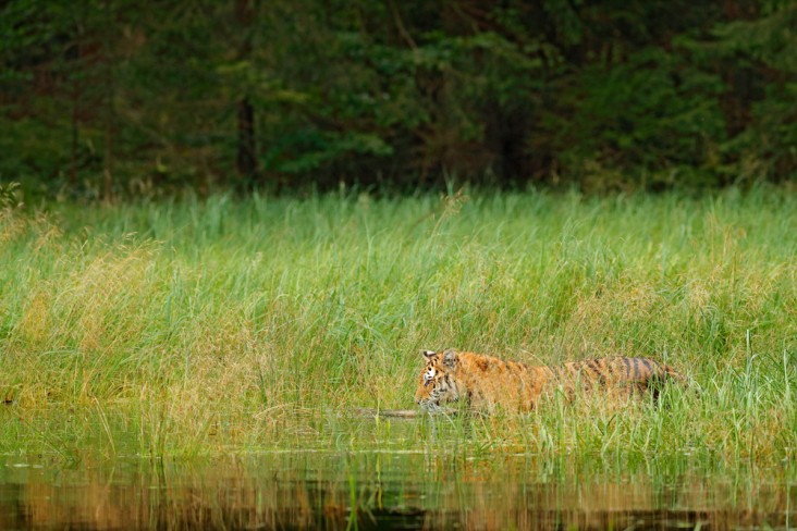 Penampakan Harimau Jawa...