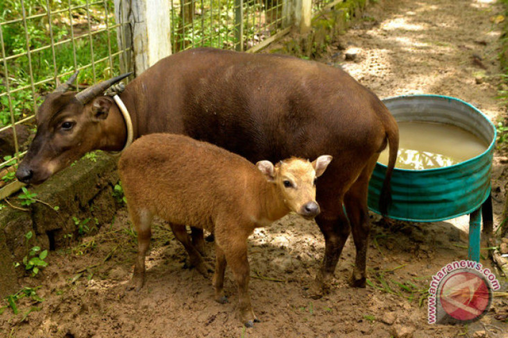 Kondisi Habitat Anoa...