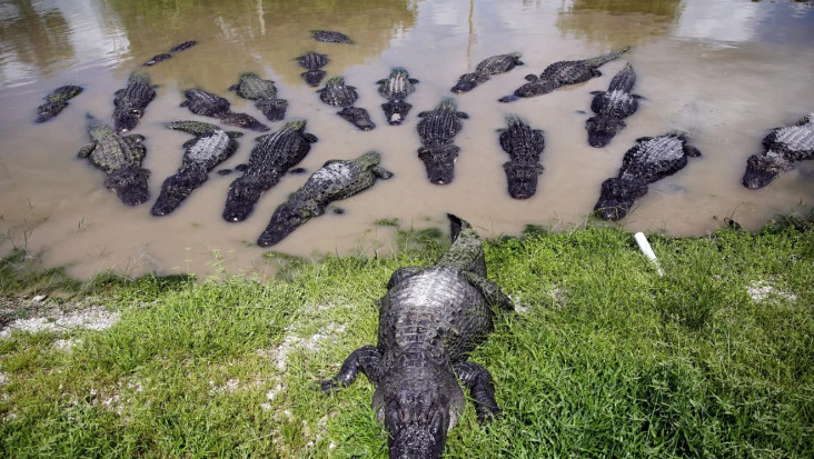 Danau atau Kolam Buaya?...