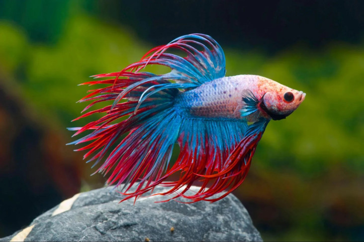 7 Jenis Ikan Cupang...