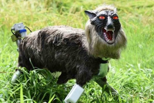 Jepang Menggunakan Monster Serigala untuk Menghalau Beruang