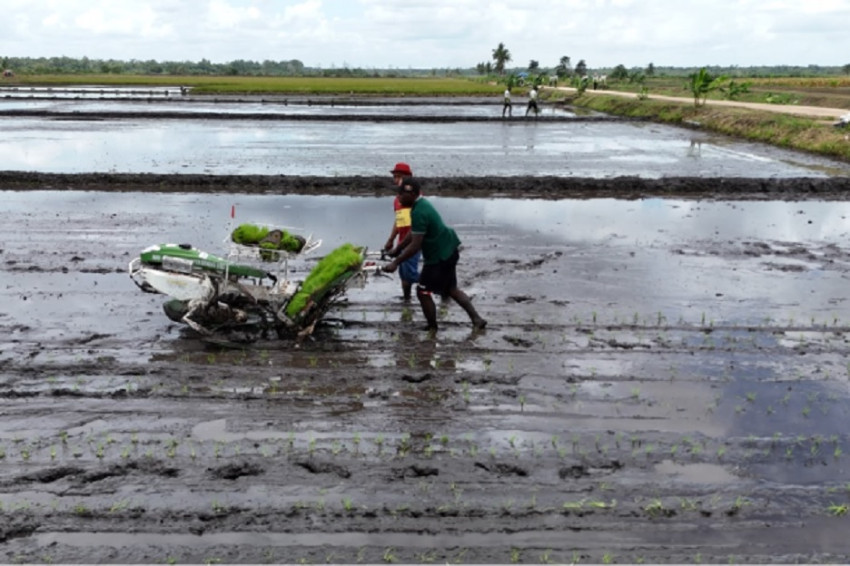 Kadis Pertanian Merauke: CSR dan Optimasi Lahan Berhasil Tingkatkan Produksi dan Stabilkan Harga Beras