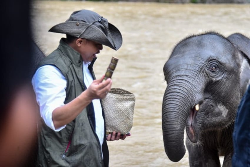 Inpres Gajah Dinilai Perkuat Perlindungan Habitat, Langkah Menhut Diapresiasi