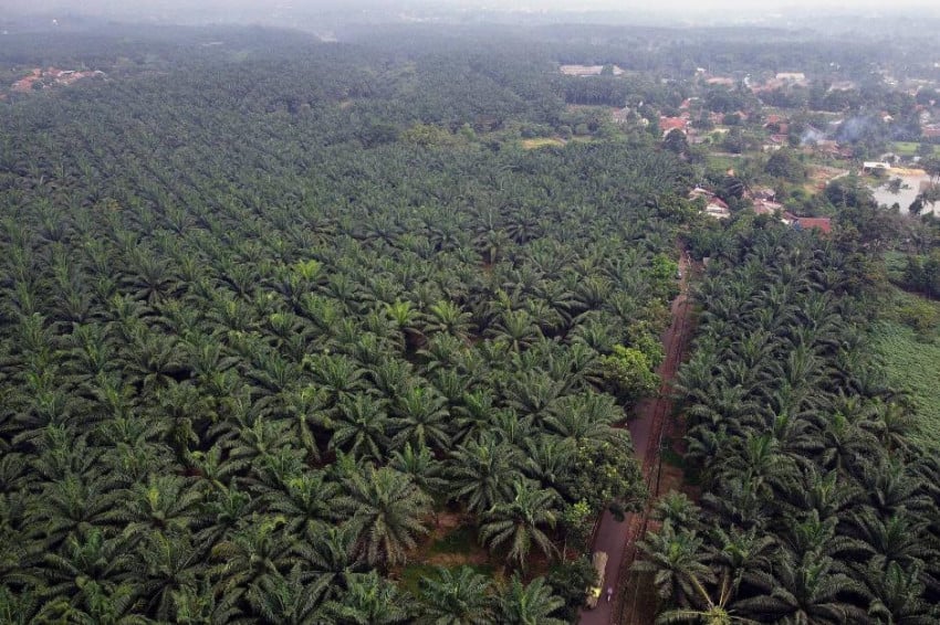 Produktivitas Kebun Sawit Sitaan Negara Menurun, Muncul Desakan Audit Total