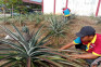 Warga Binaan Lapas Pematangsiantar...