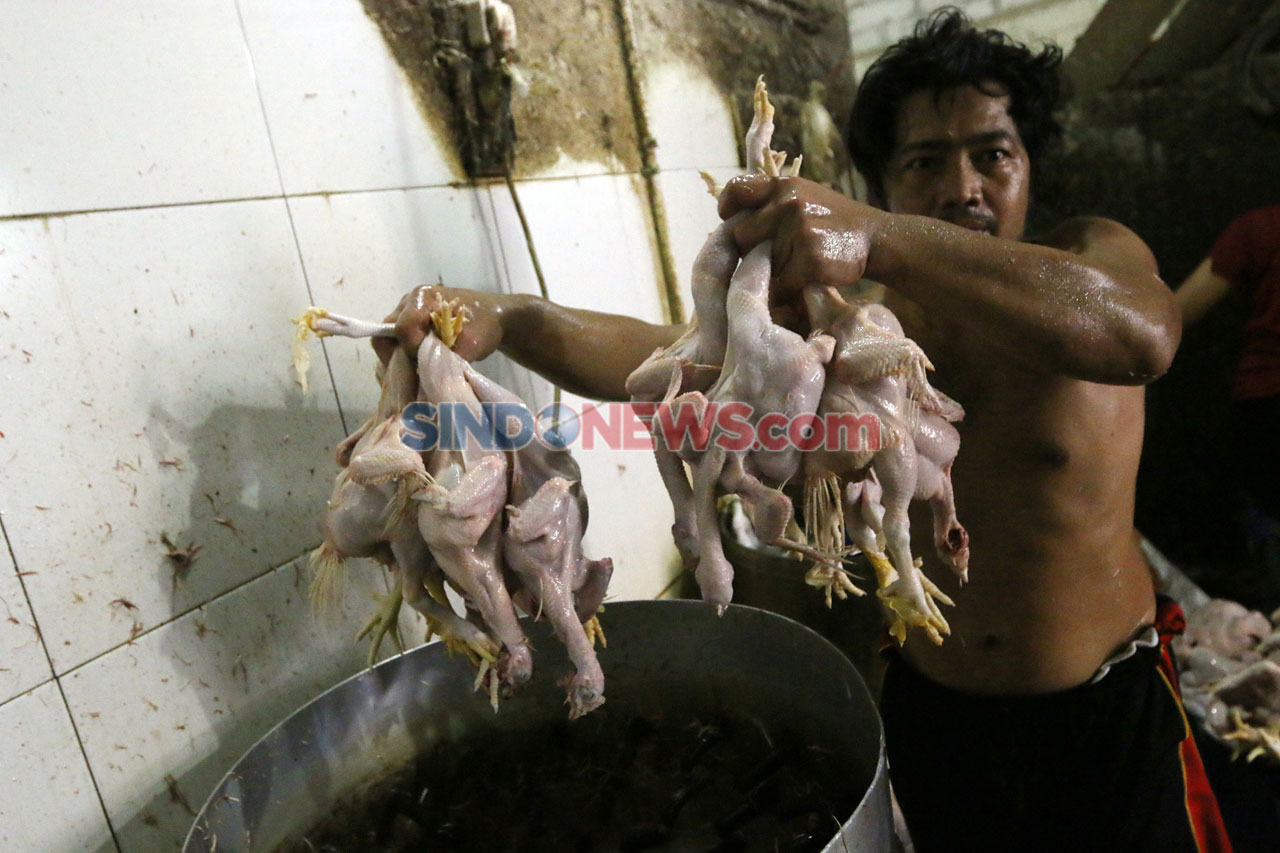 Kenaikan Harga Ayam...
