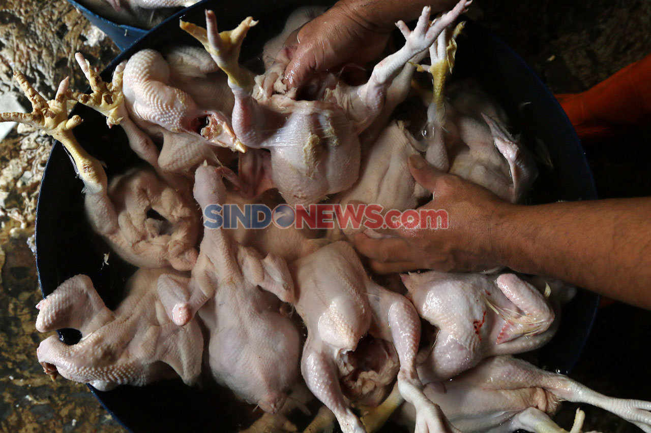 Kenaikan Harga Ayam...