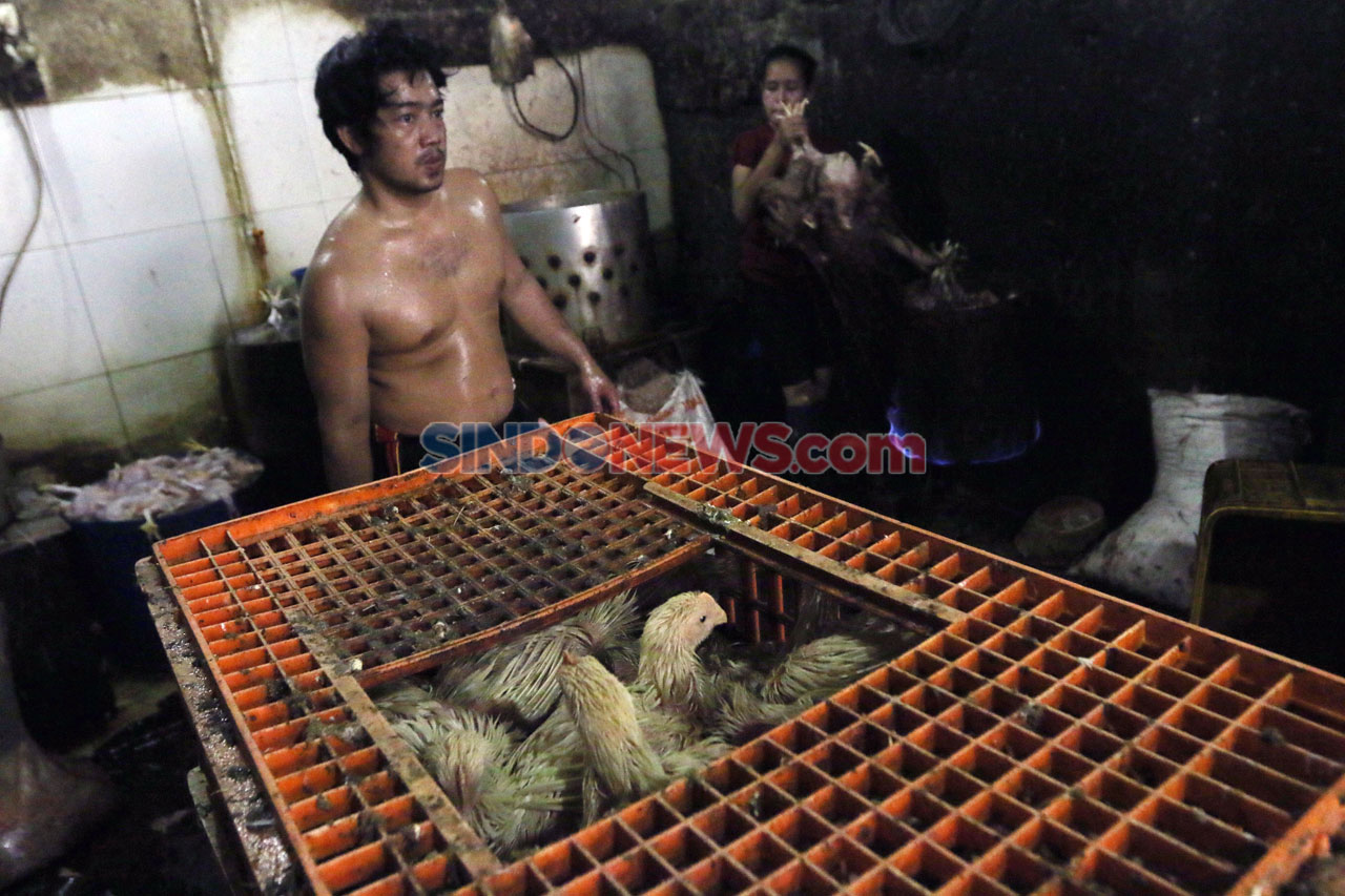 Kenaikan Harga Ayam...