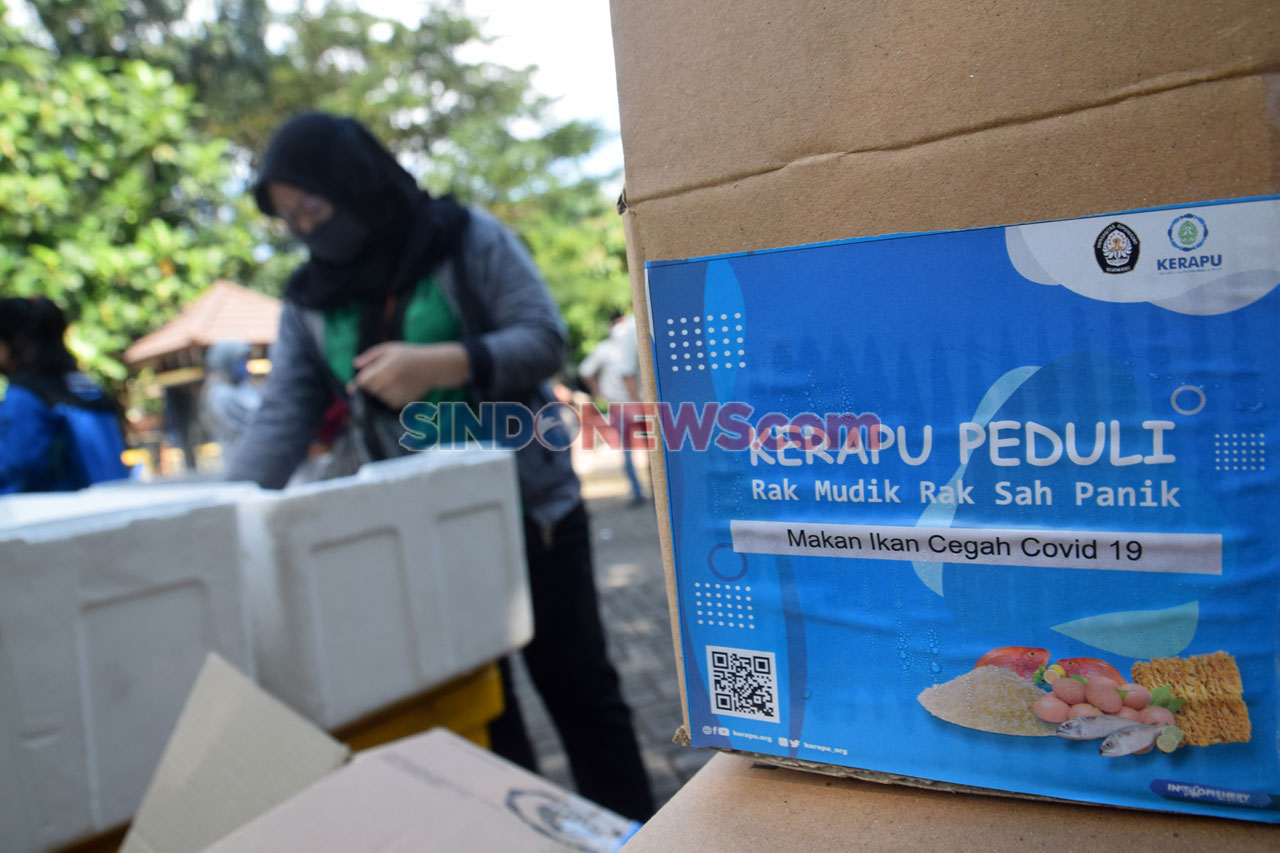 Kerapu Bagikan Ikan...