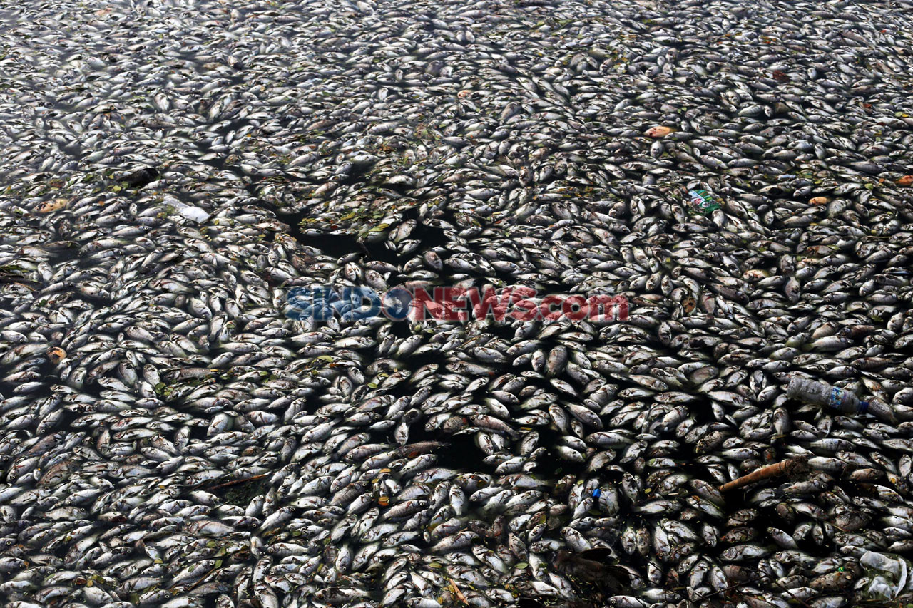 Ribuan Ikan di Waduk...