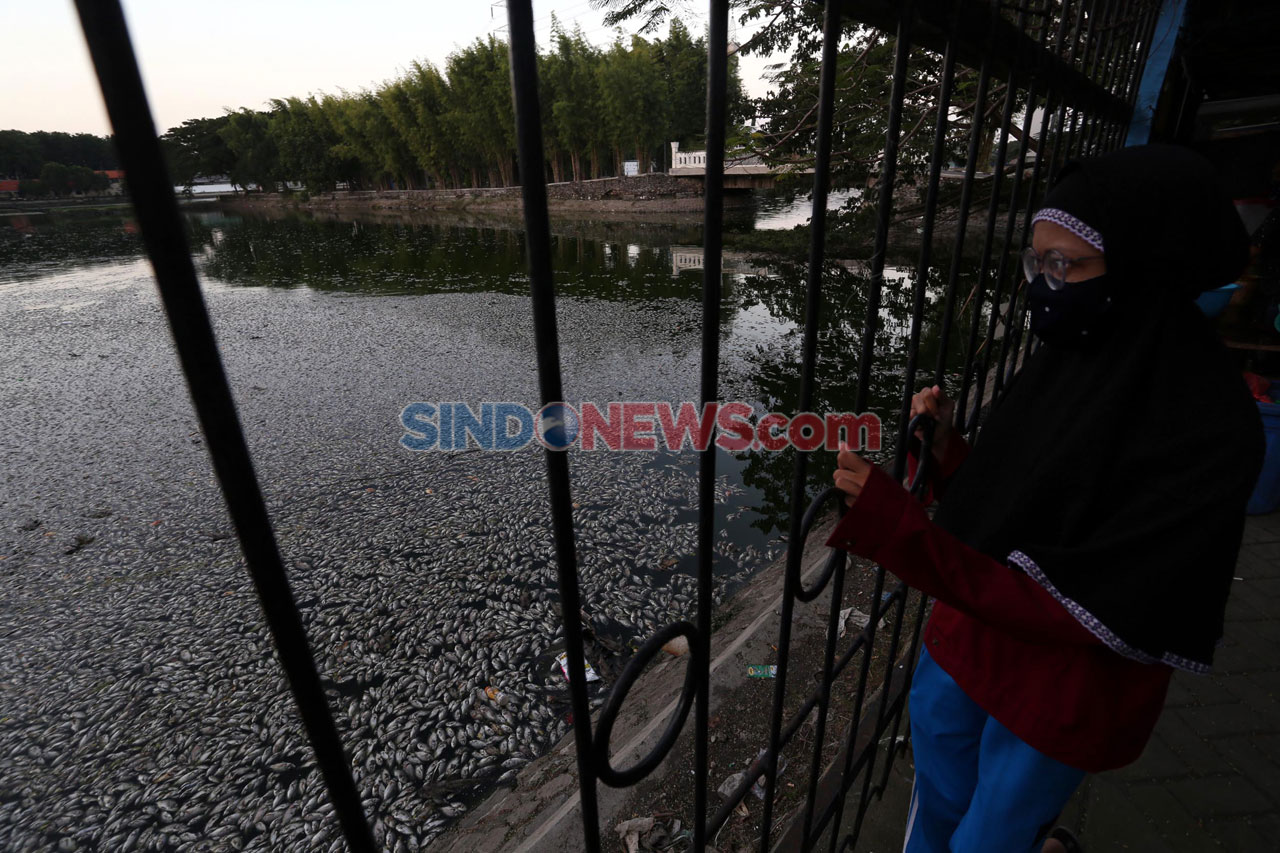 Ribuan Ikan di Waduk...