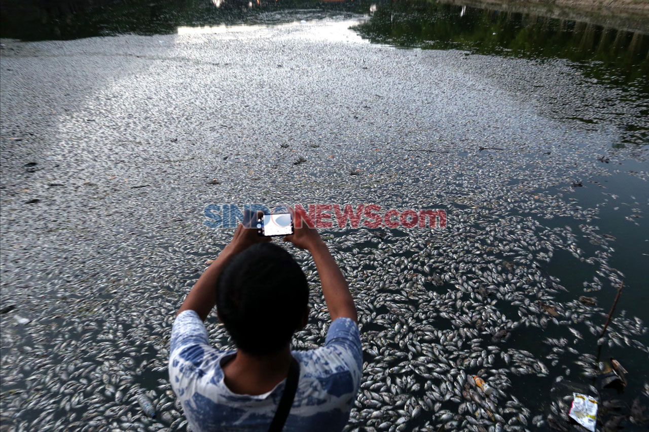 Ribuan Ikan di Waduk...