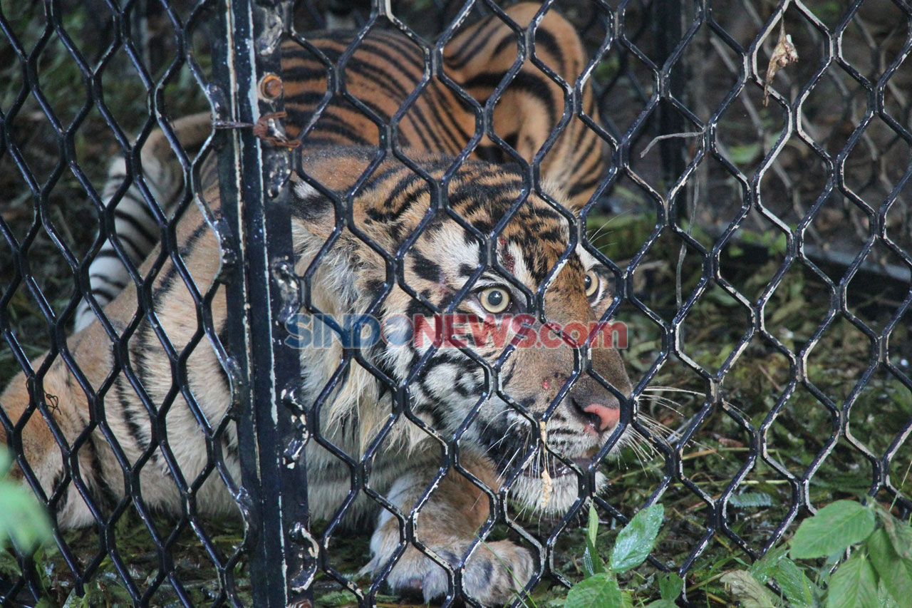 Harimau Sumatra Jalani...