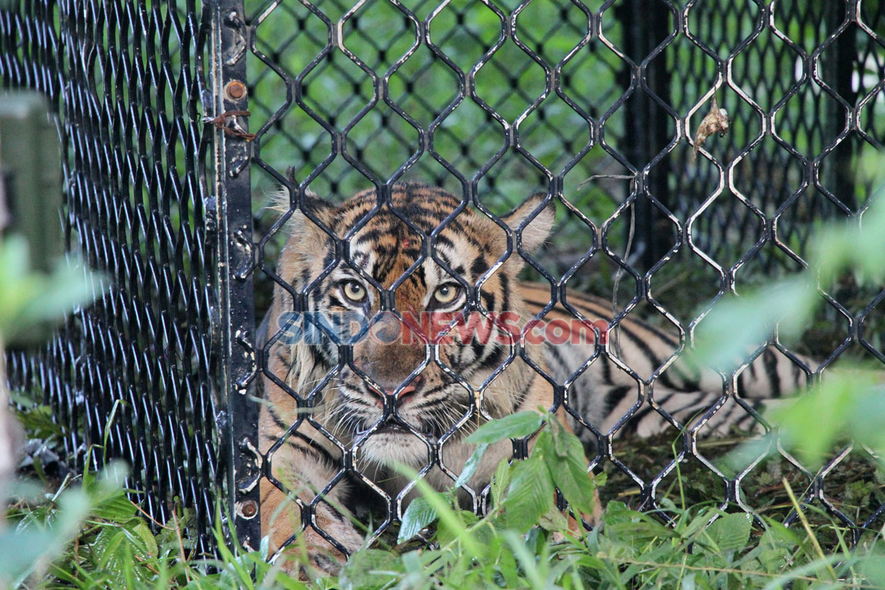Harimau Sumatra Jalani...