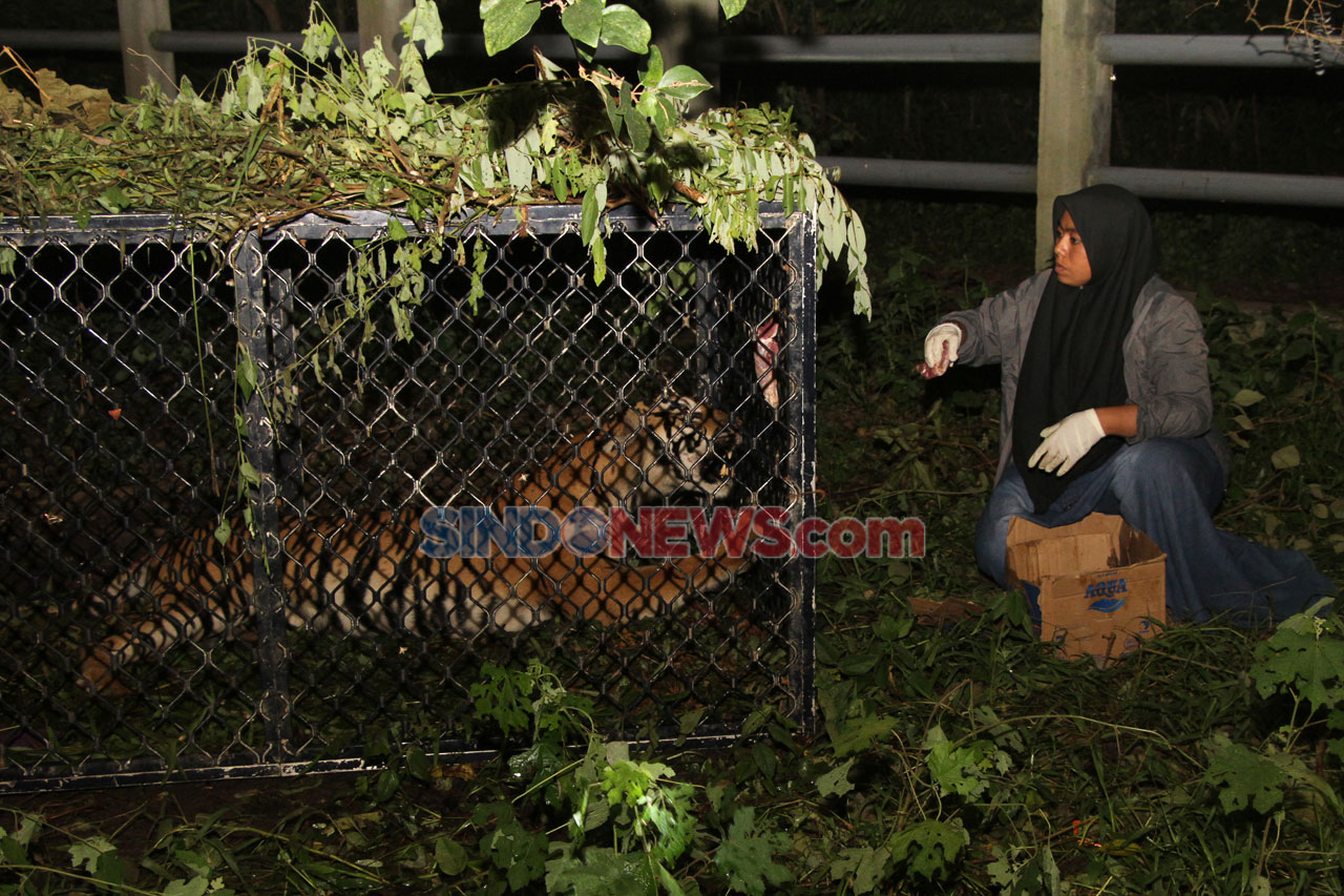 Harimau Sumatra Jalani...