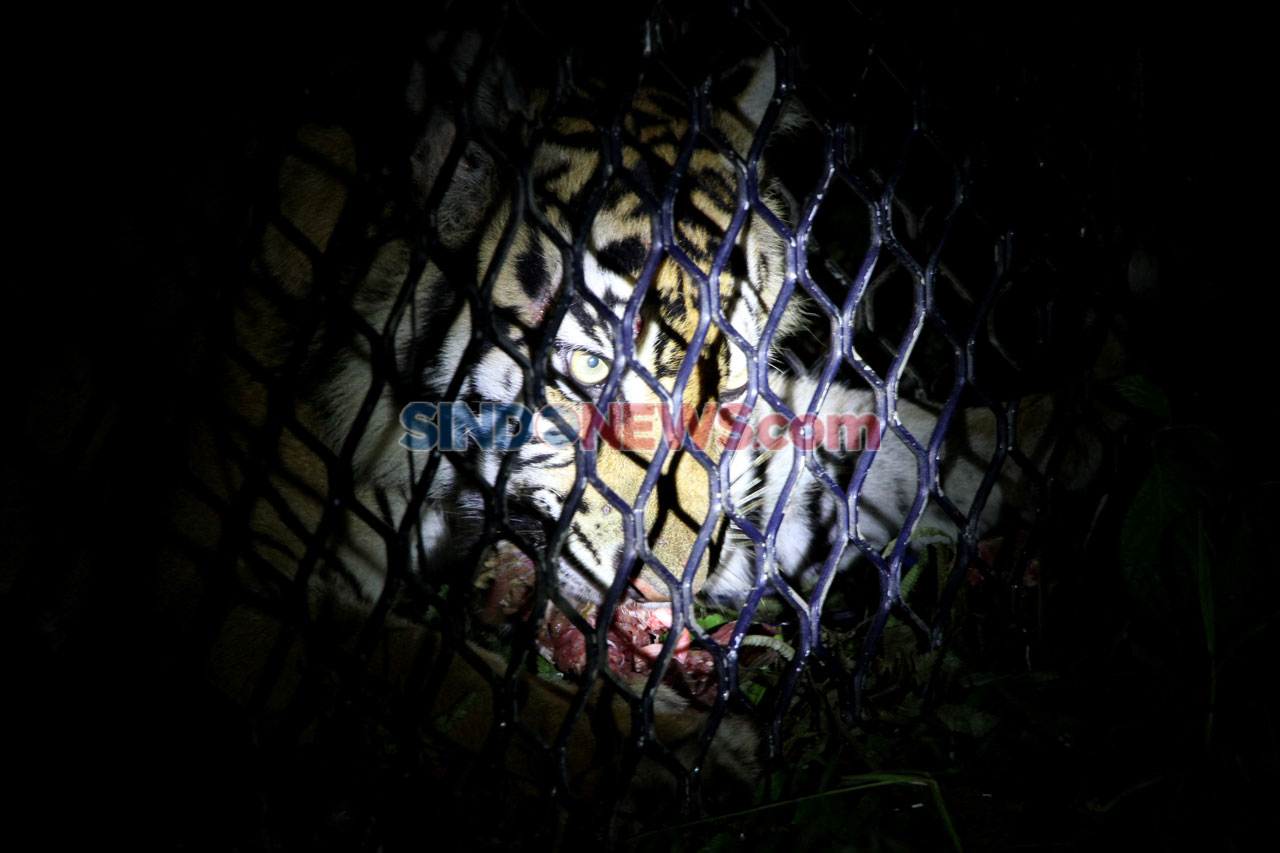 Harimau Sumatra Jalani...